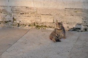 Katze_istanbul_cat 