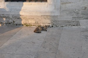 Cat in Eyup Sultan Mosque